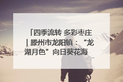 四季流转 多彩枣庄｜滕州市龙阳镇：“龙湖月色”向日葵花海 绘就乡村振兴新画卷